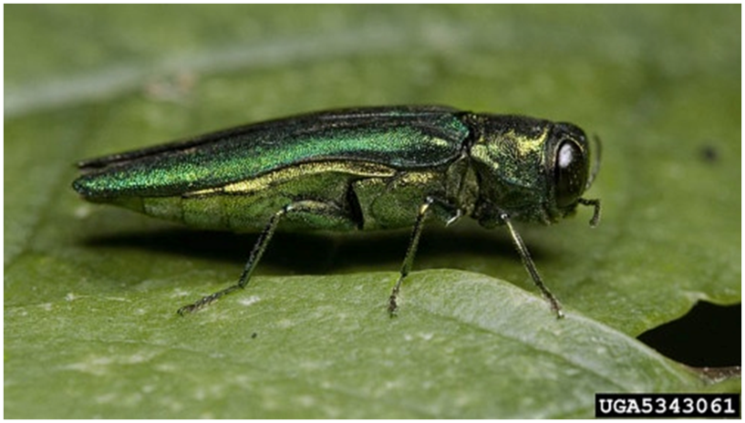 Emerald Ash Borer Beetle